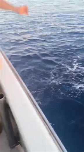 Throwback to 2 months ago 🕰️ Out on the Super Runner II — what a day! 🌊🎣 Caught these beautiful dolphinfish and the crew had an unforgettable time on the water. Can’t wait for the next season! 💪🐟 #Throwback #superrunnerfisheries #FishingLife #SuperRunnerII #Dolphinfish #GoodVibes | Super Runner Fisheries