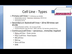 Microbiology 446 b Cell Line Preparation Virus Culture Primary Secondary Continuous human fibroblast