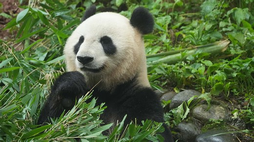 12K views · 552 reactions | Meet panda Xiannu (Shin Shin), the panda with perfect discipline and natural comedy! She never misses a meal, always wakes up on time, and surprises everyone with her unintentionally funny moments. Watch her video to see the adorable chaos of her daily life! #panda #funny #adorable #LifeOfReturneePandas #CCRCGP #FriendshipMessenger #PandaLife For more panda information, please check out: https://en.ipanda.com | iPanda | Facebook