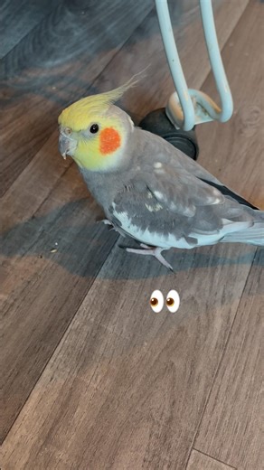 Master of the side eye 👀 #cockatiel #birds #parrots #cute #funny