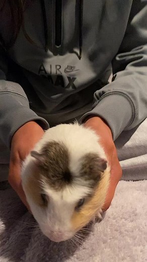 Adorable Guinea Pig Interactions in a Cozy Home