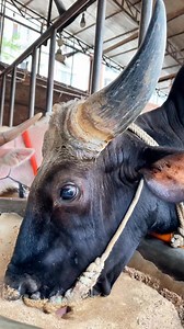 11K views · 101 reactions | Muscular Bahubali Bull  | Enjoying His Grain Mix at Noon ✨ #BahubaliBull #MuscularBull #BullPower #FarmLife #AnimalReels #GrainFeeding #ViralShorts #TrendingNow | Biggest Cow in Bangladesh | Facebook