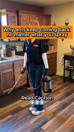 🐜 Why ants keep coming back no matter what you spray | Rock Pest Control #shorts