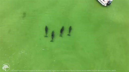 Typically, Sarasota dolphins hang out in groups of 3 to 7 dolphins, though we’ve seen groups of up to as many as 30 individuals. Dolphins in our community typically arrange themselves by demographics like age, sex and reproductive status, including motherhood. Their group dynamics also have to balance benefits vs. costs. For instance, is it better to group together as protection from predators like bull sharks? Or work in smaller groups to minimize competition for food? This video shows F125 (Li