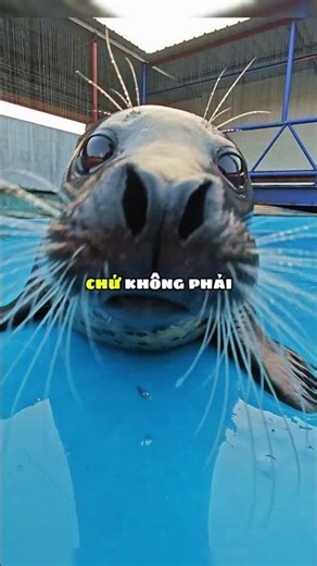 If you see a seal patting its belly! 😲