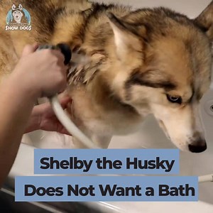 Throwback- Shelby the Husky Does Not Want a Bath! 🛁🤣 #GoneToTheSnowDogs #Husky #SiberianHuskies #Dogs #CuteAnimal | Gone to the Snow Dogs