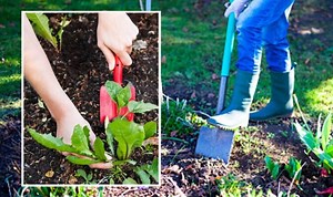 Gardening expert demonstrates how to get rid of weeds
