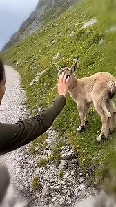 Woman Saved and Raised an Ibex 🧡 | Paws for Effect