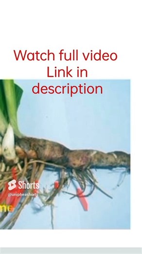 Parts of stem- Nodes, internode, adventitious root and scaly leaves #reproduction