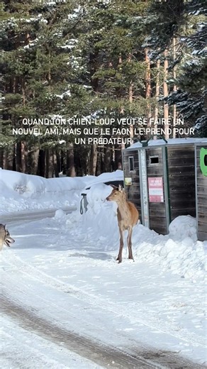 Exploring the Wolfdog Community: Puppies and More