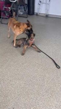Malinois trained adult helps correct puppy Malinois in what’s accepted puppy play #belgianmalinois
