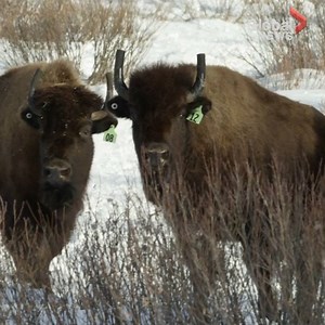 50K views · 1.2K reactions | Once hunted to near extinction, the...