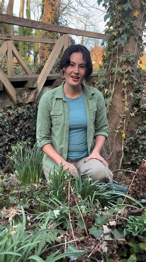 25K views · 199 reactions | Want more snowdrops for free? Dividing snowdrops 'in the green' – or just after flowering – will help you create bigger drifts of flowers next year, and now's the time to do it. Watch Sharnee, Head Gardener at The Old Rectory in East Sussex, show you how it's done, and let us know, is this something you've tried? | BBC Gardeners' World Magazine | Facebook