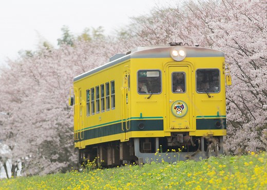 いよいよシーズン到来！一度は観るべき電車ｘ桜のコラボ絶景7選 - LIVE JAPAN