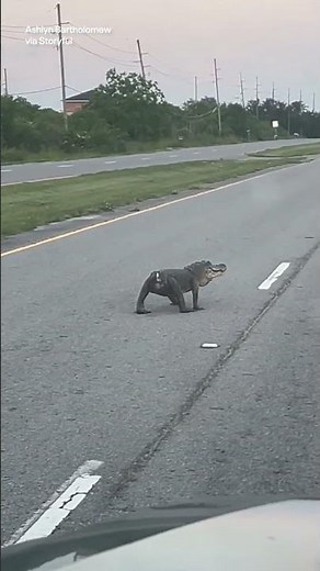Tailless alligator waddles across Louisiana road