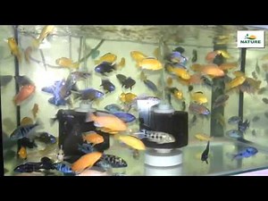 Poissons d'eau douce pour votre aquarium