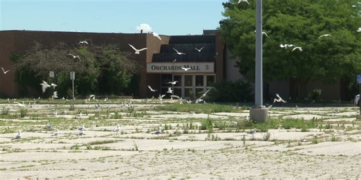 The mystery surrounding dead seagulls outside Orchards Mall