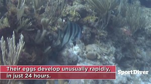 Atlantic Spadefish: Did You Know?