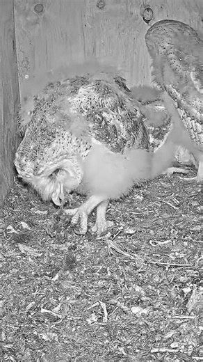 3 Fluffy Barn Owl Babies in Florida! 🐣🦉 So Cute!