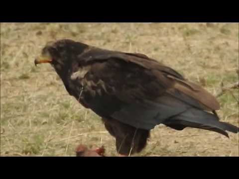 Bateleur eats a killed baby baboon