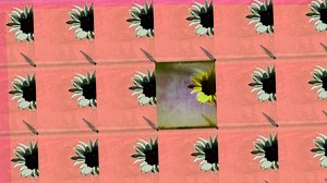 Why So Many Diversity Programs Fail