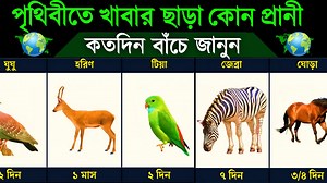 পৃথিবীতে খাবার না খেয়ে কোন প্রানী কত দিন বেঁচে থাকতে পারে? How Long Animals Can Survive Without Food #Animals #Food #Survive Thank You | Sports Canvas & Glamour