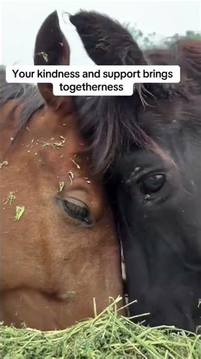 PayPal link in bio to donate dear friends as you see in the video that's our last meal please donate