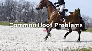 29K views · 33 reactions | Healthy hoof, healthy horse! Learn best practices on how to identify, treat, and prevent, common hoof problems like abscesses, thrush, hoof brusing, and more! Full video https://www.usef.org/learning-center/videos/common-hoof-problems | US Equestrian | Facebook