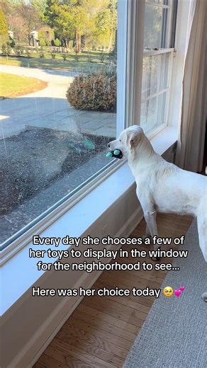 Pajama Bear's Toy Window Display ❤️🐻