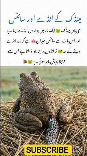 “Did You Know? A Frog Lays Thousands of Eggs — Science Behind Frog R🐸🥚”#FrogEggs#FrogLifeCycle#Natur