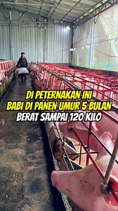 Peternakan ini panen babi di umur 5 bulan beratnya sampai 120 kilo #peternakanbabi #ternakbabi | Bali Foodie
