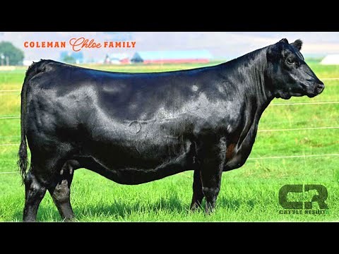 💲💲 $375,000 Black Angus Cow SOLD AT AUCTION, COLEMAN ANGUS, COLEMAN CHLOE 9275