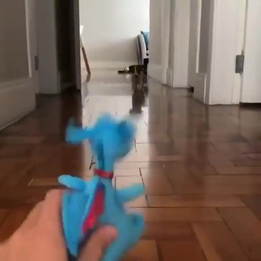 "Fast, fearless, and full of mischief" | Jack Russell Terriers