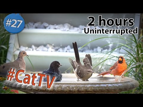 CatTV Birds at a Birdbath Drinking and Bathing by a Waterfall Fountain in 4K with Chirping