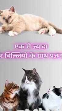 😱 क्या आपने कभी सोचा है बिल्ली अपने नवजात बच्चों को बार-बार एक जगह से दूसरी जगह क्यों ले जाती है? 🐈🐾