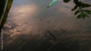 Leeches on the stream bed, lurking for their prey. The river’s underwater view shows slow-moving water full of small particles. Aquatic parasites in their natural environment. Stock Video