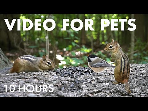 Relaxing Video for Pets and People - 10 hours of Chipmunks and Forest Friends - Aug 22, 2025