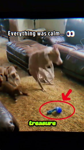 Do You Know Why Dogs Go Crazy Over Toys? 🐶💛 (Cute + Funny) #shorts