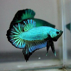 Characteristics of the Female Betta Fish and Care ▷➡️ Postposmo