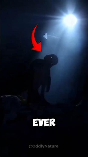 The Scariest Dinosaur Sounds Ever Recorded