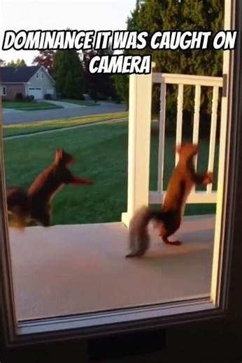Two squirrels were caught fighting on camera#funny #fun #animal #animals
