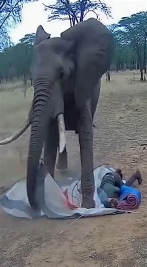 I Didn’t Expect The Elephant Was Sprinting!