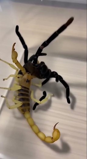 Spider vs Scorpion – Deadly Attack 🕷️🦂