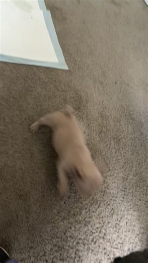 WHY IS THIS DOG SO FREAKY BRUH | dogs being dramatic