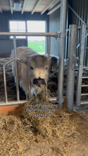 2.6K views · 4.3K reactions | Mini calf Poppy eating (a tiny bit ) of hay for the first time 殺 #poppy #minicow #calf #cow #miniaturecow #minigalloway #koe #minikoe #minikoetjes #minirund | Boerderij TV | Facebook