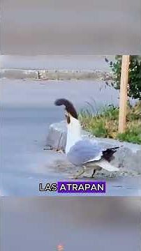 Seagull eats whole squirrel in one bite#animals #Friendship #Us #squirrel