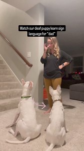 3.7M views · 50K reactions | It took Faith a bit to learn the sign for “dad” but once she caught on, she was SO excited when I’d sign “dad” to signify he was home. She’d race to the door  Consistency is key with learning new signs! #deafdog #deaf #dogsofinstagram #dogs #foryou #fyp #asl #signlanguage #communication #training #learning #growing | Deaf Dog of MN | Facebook