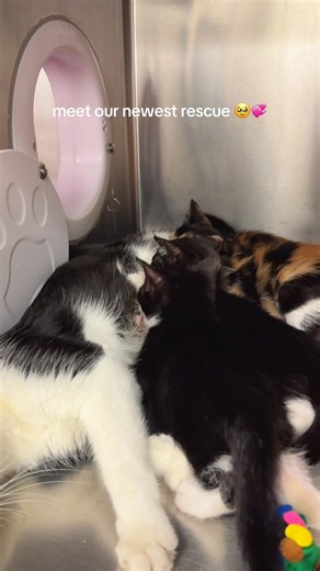 Meet Monsoon and her four kittens: Tsunami, Typhoon, Isobar, and Flash Flood. 🐈🐱 Mom is 1 year old and her four kittens are just over a month old. 🫶 City shelters are overcrowded and we’ve been pulling cats and kittens at risk of euthanasia due to overpopulation. ❤️‍🩹 We rely on the support of our community to continue this lifesaving work. Please consider a donation via our Amazon and Chewy wishlists to help us keep all the cats happy, healthy, and nourished. 🙌https://www.chewy.com/g/stray