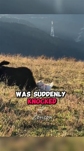 Fearless Dog vs. Bison! 🤯 | Unbelievable Playtime After a Scare! 🐾