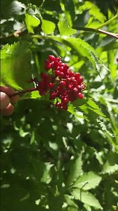Red Elderberry (Sambucas racemosa) #nature #naturelovers #flowers #flower #naturephotography #shrub